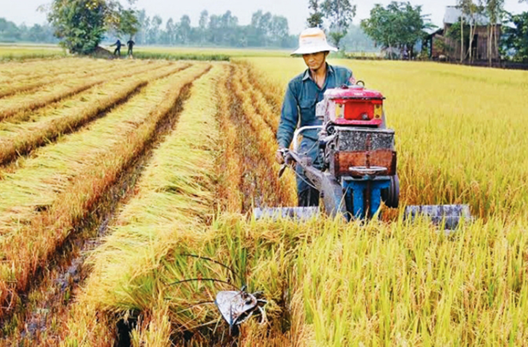 Sản xuất lúa lai cần hướng tới chuyên nghiệp hóa (23/7/2019)